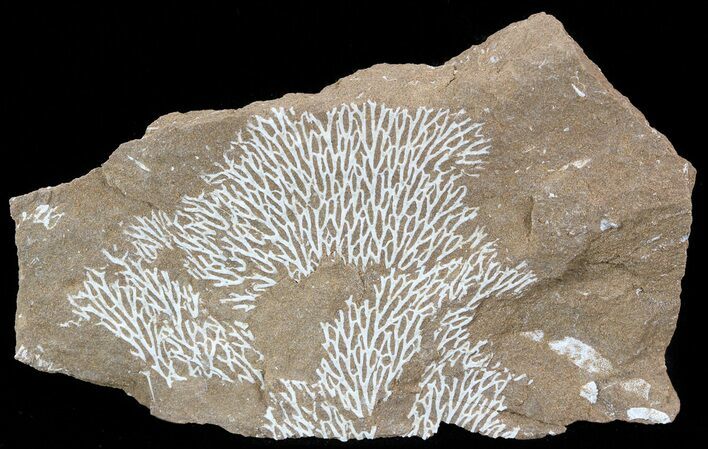 Ordovician Bryozoans (Chasmatopora) Plate - Estonia #49959
